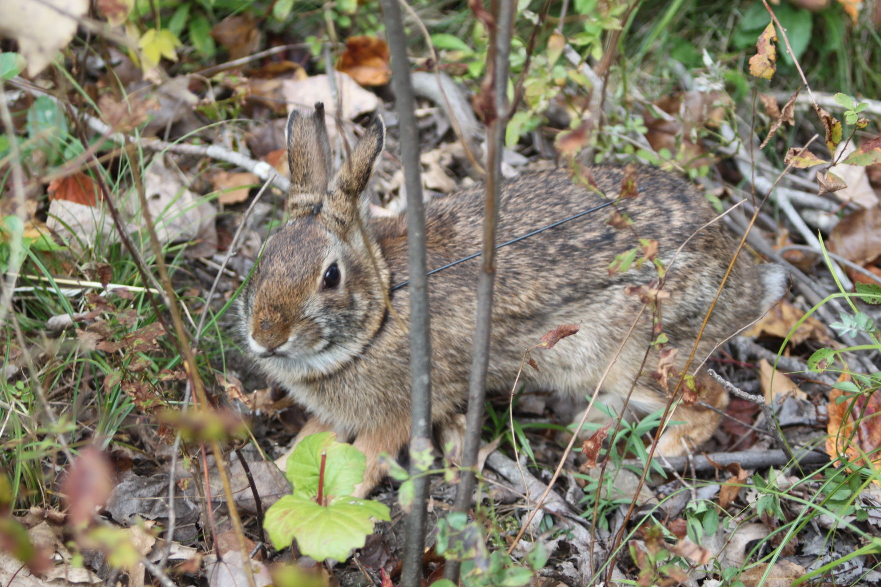 New England cottontail